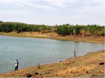 Fazenda de coco anão