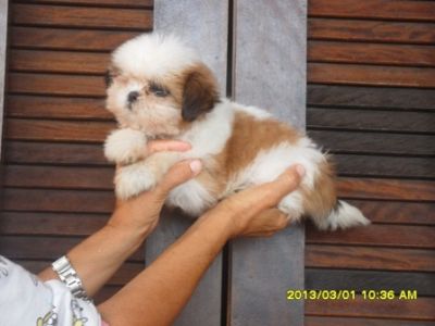 Shih Tzu, filhotes de pais com pedigree (micros)