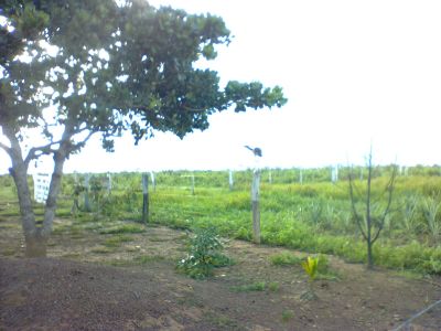 Vendo Fazenda