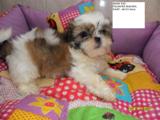 SHIH TZU E YORKSHIRE TERRIER, FILHOTES MACHOS COM PEDIGREE, BOM $