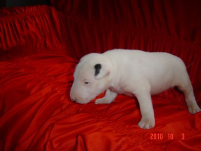 Canil Especializado em Bull Terrier e Staffordshire Bull Terrier
