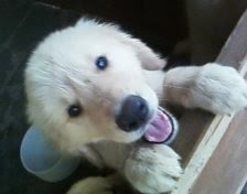 Filhotes de Golden Retriever