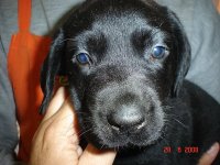 Seu Melhor Amigo em até 12x.Diversas raças.Consulte-nos.