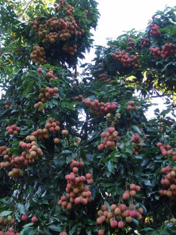 Mudas Frutiferas e Ornamentais em Geral
