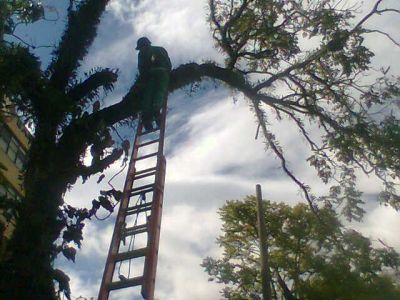 CORTE DE ÁRVORES E REMOÇÃO (11)2303-5217/8621-3420/6557-9589