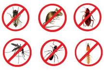 DEDETIZAÇÃO/DESCUPINIZAÇÃO O MELHOR PREÇO DE SP.