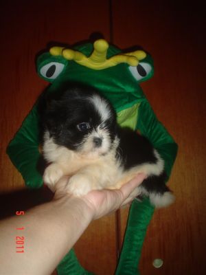 VENDO LINDOS FILHOTES DE VARIAS RAÇAS E PREÇOS 4361-8917 OU 7694-5581