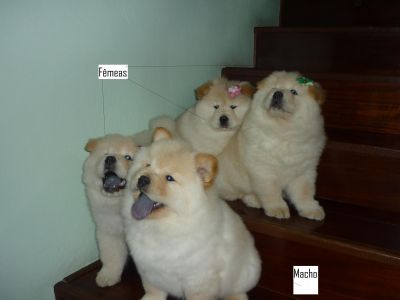 Lindos filhotes de Chow-Chow brancos e raros