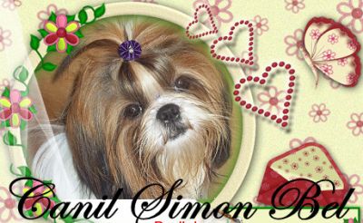 Shih tzu , Yorkshire , São Bernardo , Golden Retriver . Canil Simon Bel