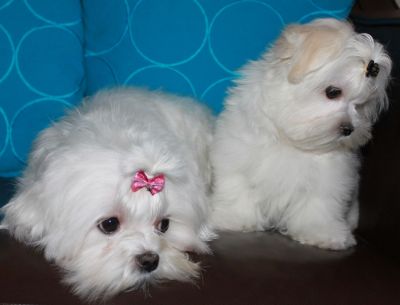 Filhotes de Maltês Micros Machos e Fêmeas pronta Entrega