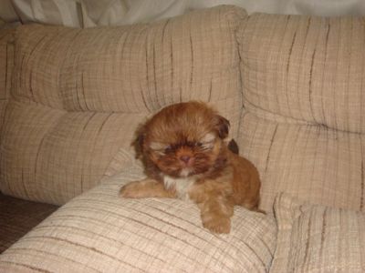 Filhotes de Shih Tzu Linhagem Cholocate de Olhos Verdes