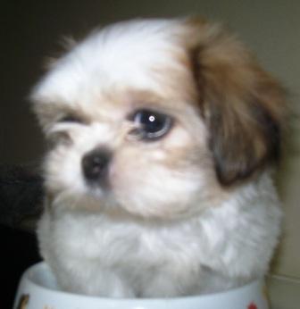 Canil, Criador, Filhote, Raça, Shih Tzu, Porto Alegre, Pet Shop,