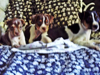 terrier brasileiro(fox paulistinha)