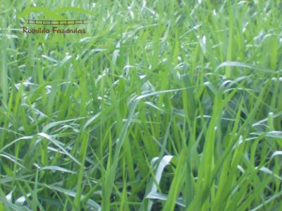 FAZENDA PARA PLANTAR EUCALIPTO.