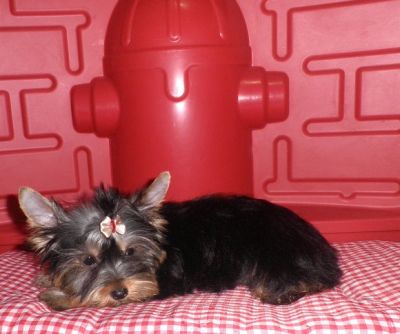 Yorkshire Fêmea - 7 meses