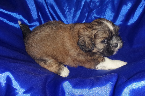 Filhotes de Lhasa Apso