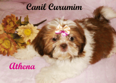 Canil Curumim    - Shih Tzu e Poodle Toy 