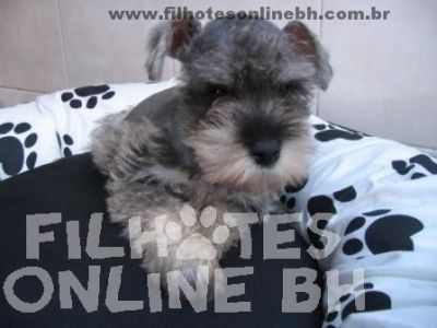 Schnauzer a venda - Canil Filhotes On Line BH  