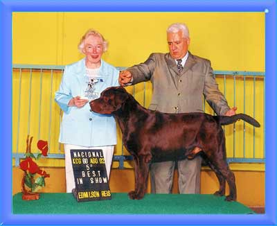 Lindos filhotes de Labrador, filhos e netos de campeões! R$800