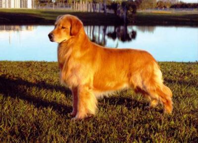 Golden Retriever, Magníficos Filhotes R$800 