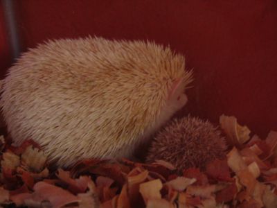 Hamster Chines filhotes a venda - Puppies for sale