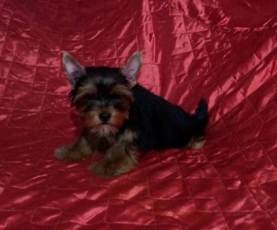 Filhote de Yorkshire Terrier portador de Biewer 