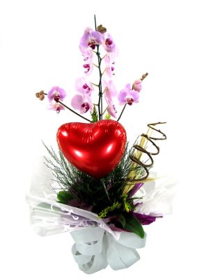 Flores on line BH Floriculturas flora flores presentes em BH Belo Horizonte Nova Lima, Contagem MG 