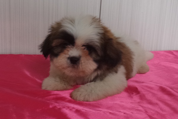 Filhote de Lhasa Apso Fêmea