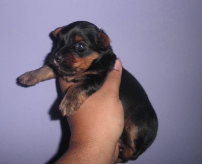 Yorkshire Terrier  - Filhote Macho
