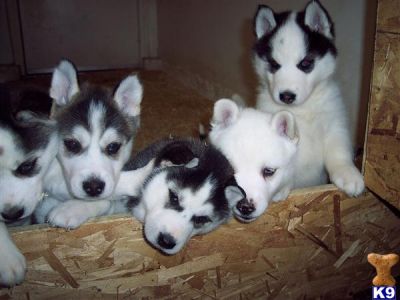  Husky siberiano filhotes bonito para adopção