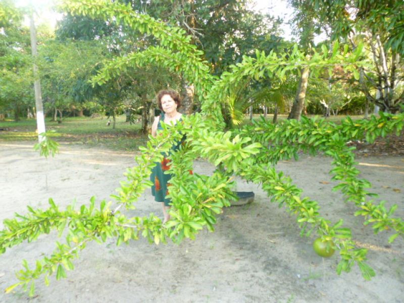 Blend Eldorado in Goiana/Pernambuco/Brazil