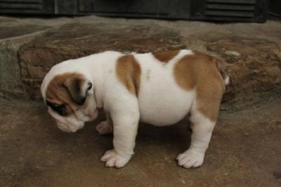 bulldogs masculino e feminino já está disponível !!!!!