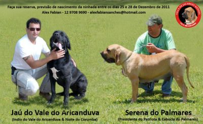 Fila Brasileiro - Pedigree CBKC/FCI