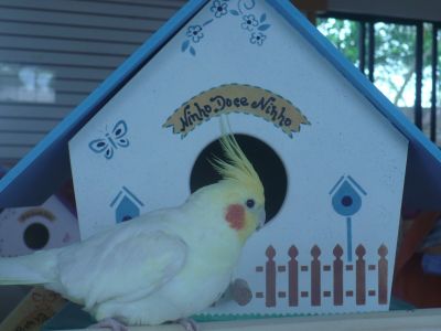 Criadouro Aves Mansas