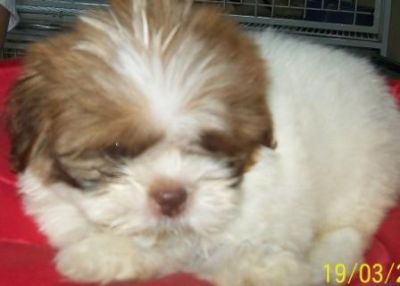 Venda, filhote, raça, shih tzu, Porto Alegre,