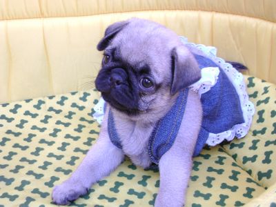 Vendem-se Lindos Filhotes De Pug Linhagem Nabuco!!!