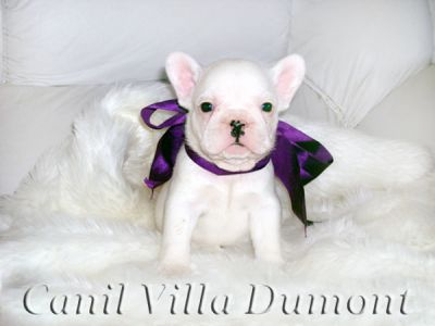 Bulldog Frances - Filhotes a venda