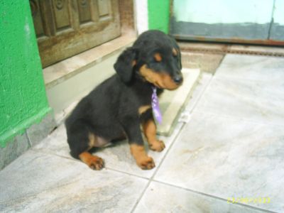 Filhotes de Rottweiler Porte  Europeu