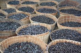 VENDO SÍTIO COM TRILHAS NO AMAZONAS BRASIL