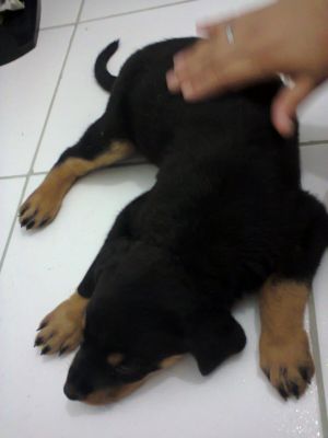 Vendo uma Rottewiler de 2 meses de pais puros !
