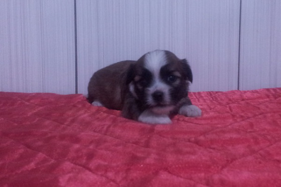 Lindos filhotes de Lhasa Apso