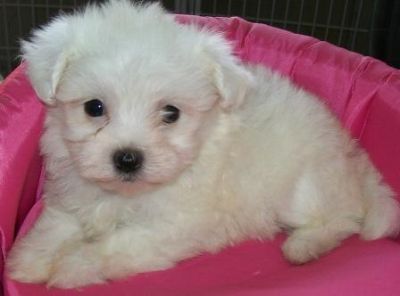 Filhote, Maltes, Porto Alegre, Pet Shop,