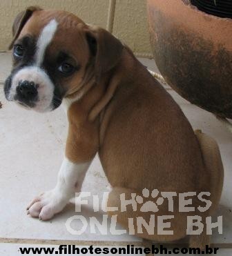 Boxer - Canil Filhotes On Line BH