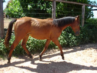 POTROS QUARTO DE MILHA MESTIÇOS # BARATO