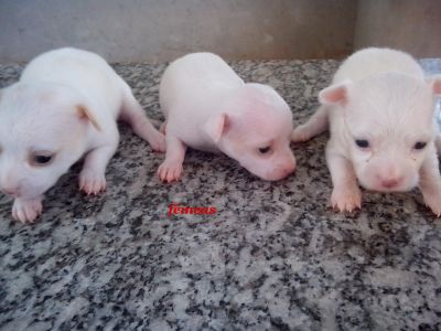 Lindas Fêmeas de Chihuahua