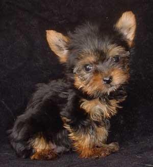 Encante-se com nossos filhotes de Yorkshire.