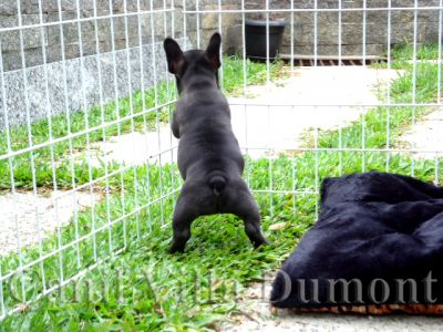 Bulldog Frances - Machos e Fêmeas - Preto c Peito Branco (Tigrado)