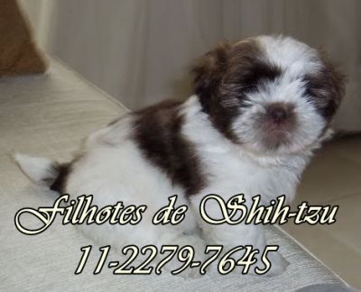shih-tzu menor porte 3.5kg branco e chocolate SP 11-2279-7645