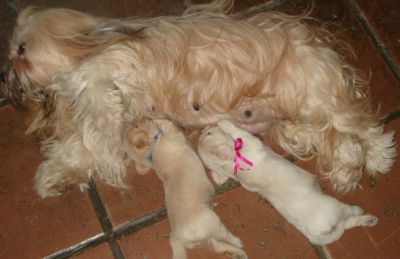 Vendo filhote de Lhasa Apso