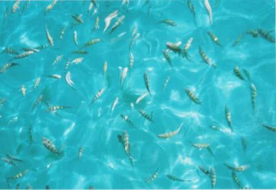 PASSEIOS DE SAVEIRO - TOUR RIO DE JANEIRO